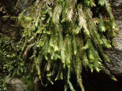 Plagiothecium undulatum, photographed by George Greiff