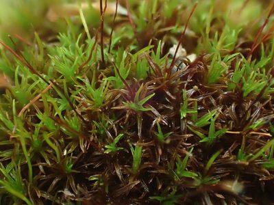 Bryoerythrophyllum recurvirostrum, photographed by George Greiff