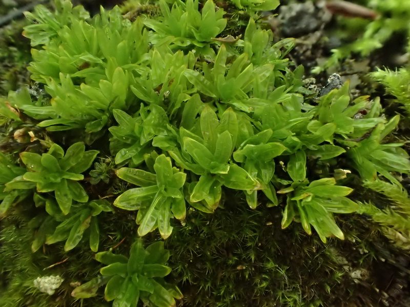 Encalypta streptocarpa, photographed by George Greiff