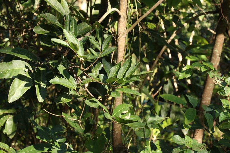 Flindersia bennettii, photographed by Greg Tasney