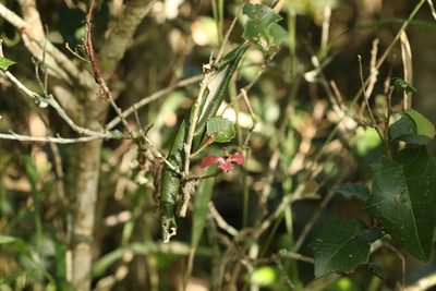 Alchornea ilicifolia, photographed by Greg Tasney