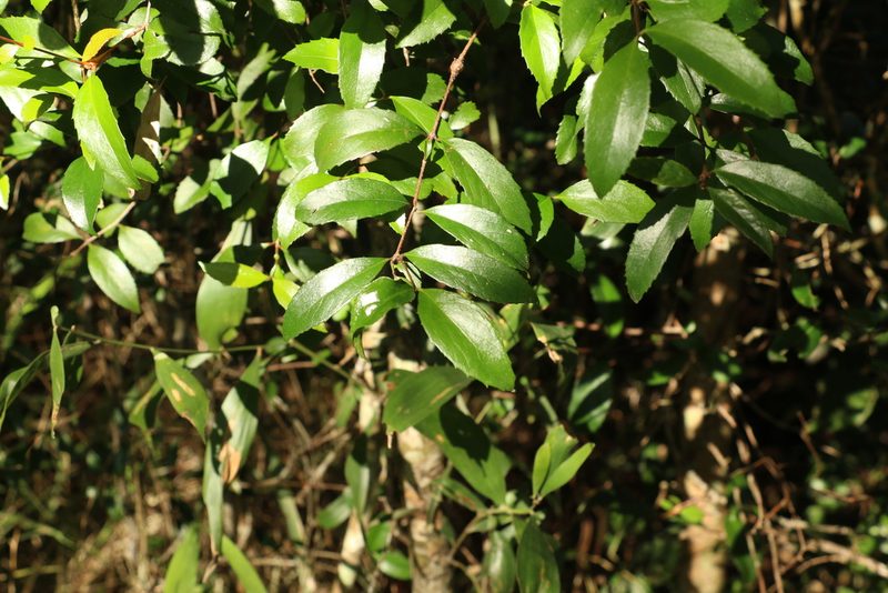 Aphanopetalum resinosum, photographed by Greg Tasney