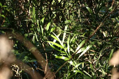 Flagellaria indica, photographed by Greg Tasney