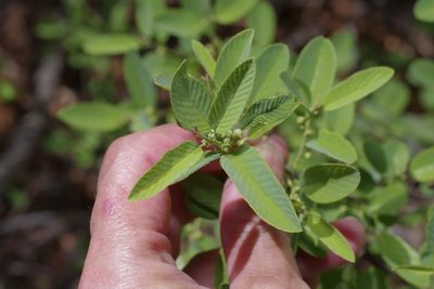 Karwinskia humboldtiana, photographed by Michelle W. （鍾偉瑋）