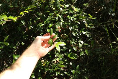 Aphanopetalum resinosum, photographed by Greg Tasney