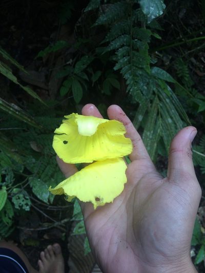 Dillenia philippinensis, photographed by Greg III Espera