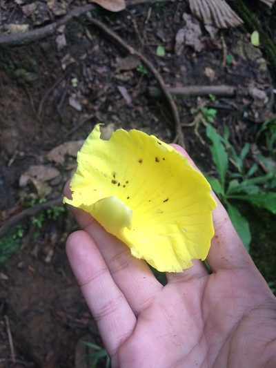 Dillenia philippinensis, photographed by Greg III Espera