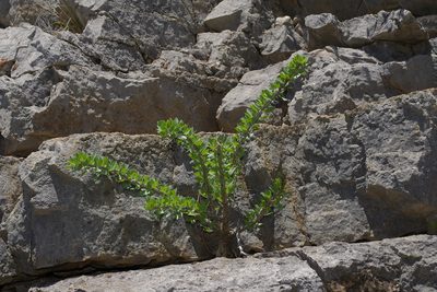 Fouquieria splendens