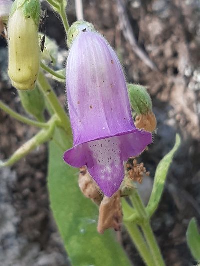 Digitalis thapsi, photographed by Javier Sánchez Álvarez