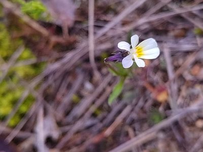Viola arvensis, photographed by timharris
