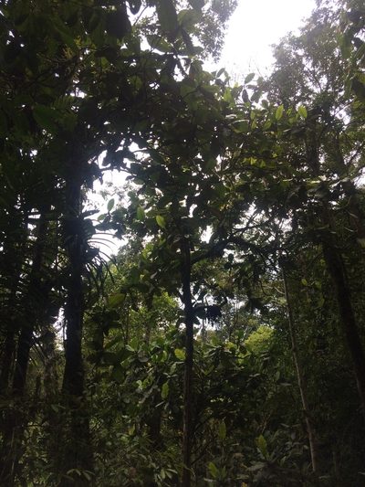 Dillenia philippinensis, photographed by Greg III Espera