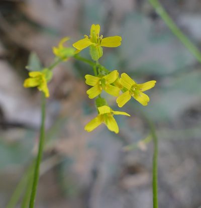 Draba mogollonica, photographed by Wendy McCrady
