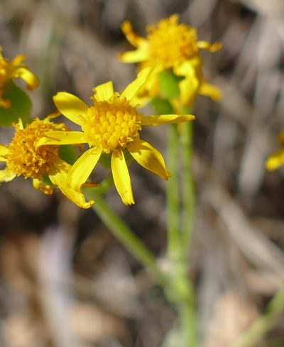 Packera cynthioides, photographed by Wendy McCrady