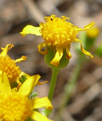 Packera cynthioides, photographed by Wendy McCrady