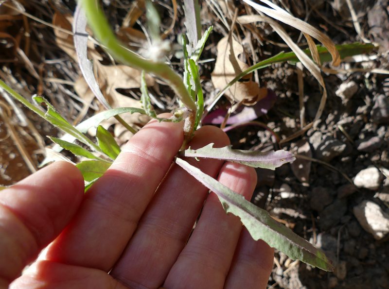 Packera cynthioides, photographed by Wendy McCrady
