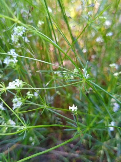 Galium pumilum, photographed by timharris