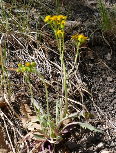 Packera cynthioides, photographed by Wendy McCrady
