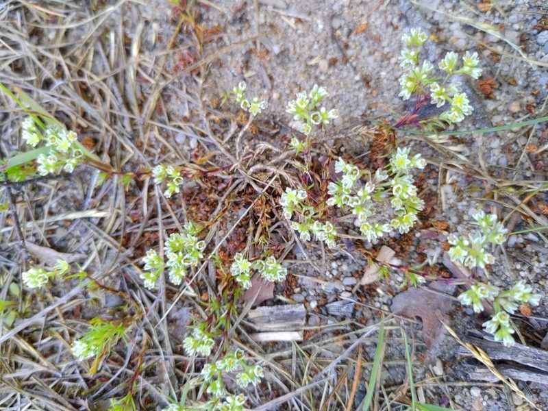 Scleranthus perennis, photographed by timharris