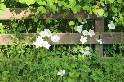 Anemonoides sylvestris, photographed by Charlie Farrell