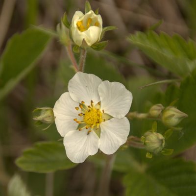 Fragaria viridis, photographed by Иван Шихалев