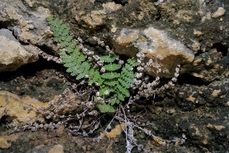 Notholaena nealleyi, photographed by Michelle W. （鍾偉瑋）