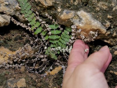 Notholaena nealleyi, photographed by Michelle W. （鍾偉瑋）