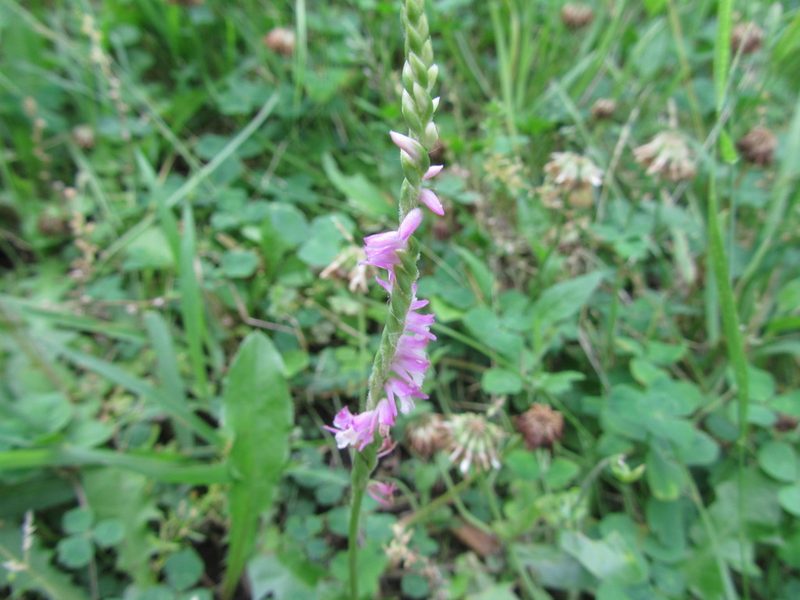 Spiranthes australis, photographed by Luka S. (someplant)