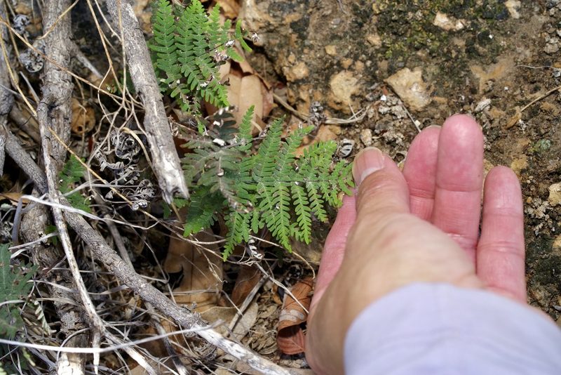 Notholaena candida, photographed by Michelle W. （鍾偉瑋）