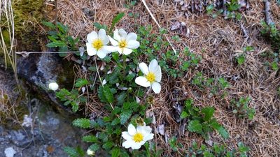Dryas octopetala, photographed by Philipp