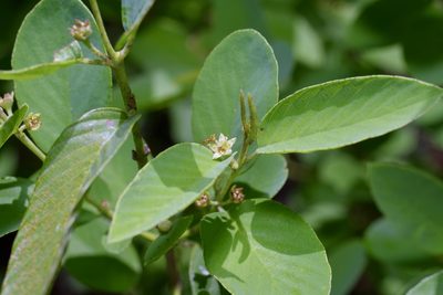 Karwinskia humboldtiana, photographed by Michelle W. （鍾偉瑋）