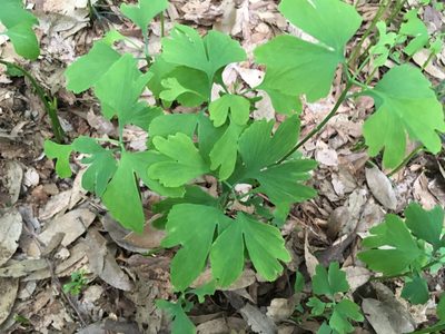Ginkgo biloba, photographed by Luka S. (someplant)