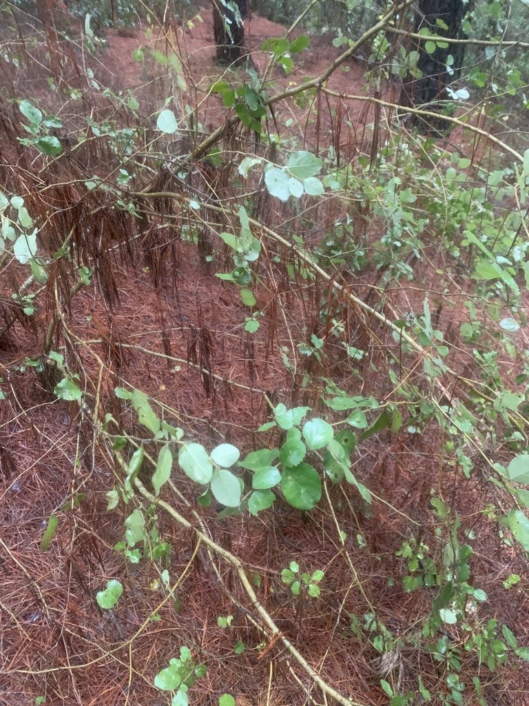 Azara dentata, photographed by nitsuga74