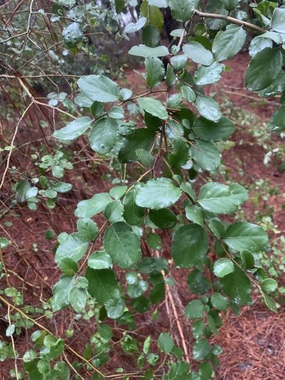 Azara dentata, photographed by nitsuga74