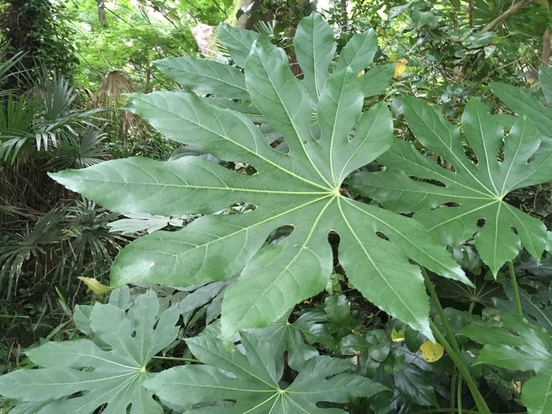 Fatsia japonica, photographed by Luka S. (someplant)
