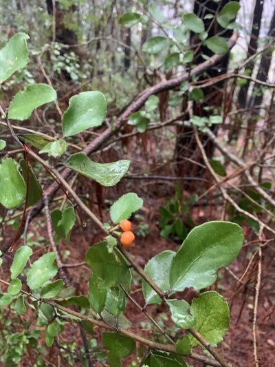 Azara dentata, photographed by nitsuga74