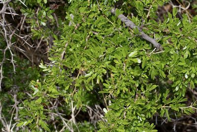 Vachellia rigidula, photographed by Michelle W. （鍾偉瑋）