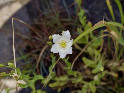 Eustoma exaltatum