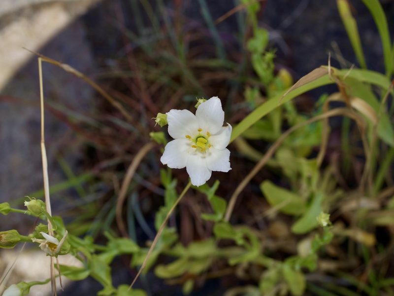 Eustoma exaltatum, photographed by Michelle W. （鍾偉瑋）