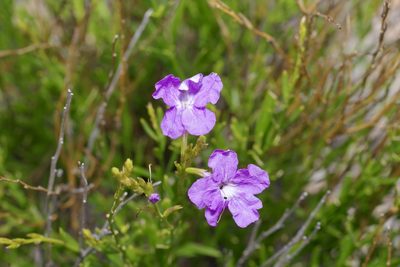 Bouchea linifolia, photographed by Michelle W. （鍾偉瑋）