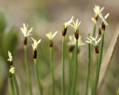 Trichophorum cespitosum, photographed by abogomazova