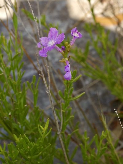 Bouchea linifolia, photographed by Michelle W. （鍾偉瑋）
