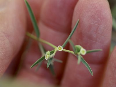 Euphorbia angusta