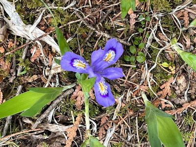 Iris lacustris