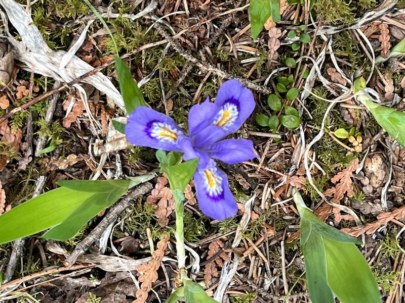 Iris lacustris, photographed by Ken Sherlock