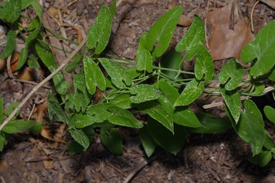 Funastrum cynanchoides