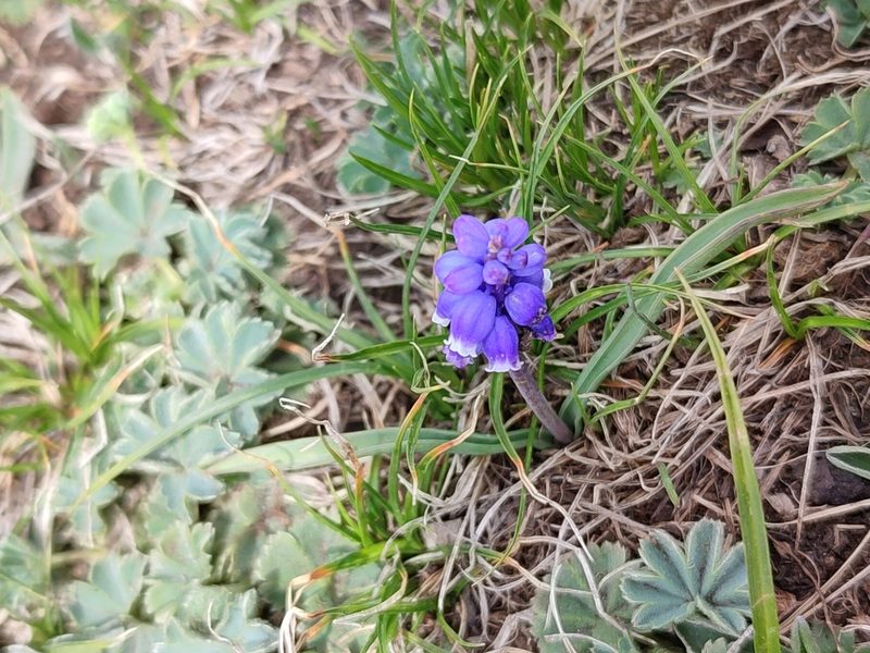 Muscari coeruleum, photographed by Иван Ковтун Ivan Kovtun