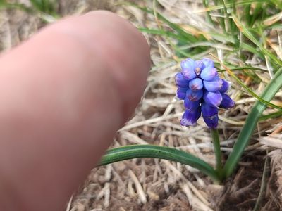 Muscari coeruleum, photographed by Иван Ковтун Ivan Kovtun
