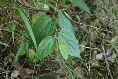Trema tomentosum, photographed by Greg Tasney