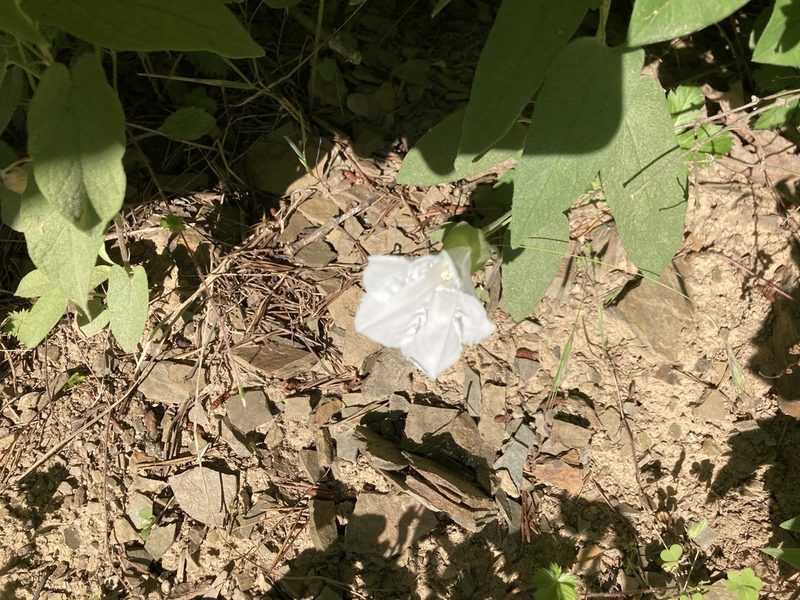 Calystegia spithamaea, photographed by Scott Clark