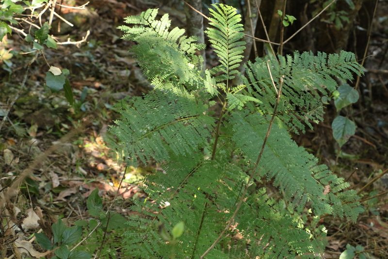 Jacaranda mimosifolia, photographed by Greg Tasney